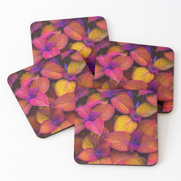 Item preview, The most beautiful Coleus in the world designed and sold by Floraphernalia.