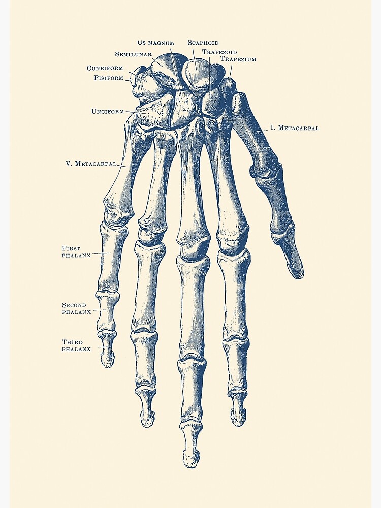 Anatomical drawing of the bones, muscles, tendons and major veins of the  hand and wrist | Works of Art | RA Collection | Royal Academy of Arts