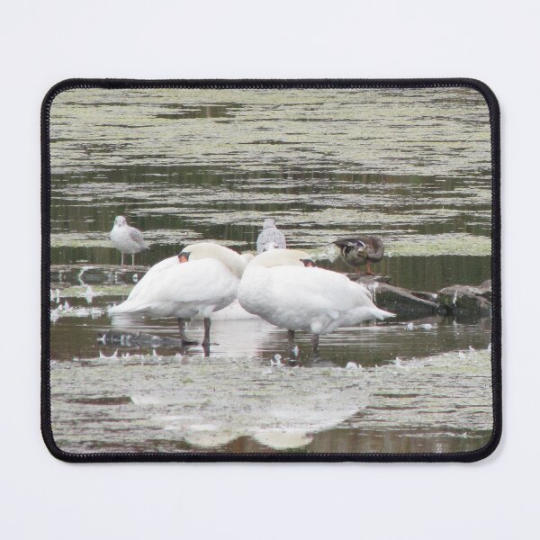 Item preview, Swan Stillife designed and sold by ArtOfE.