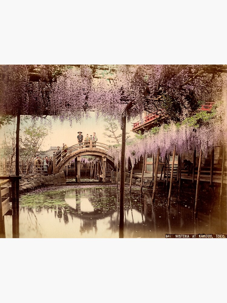 Wisteria at Kameido, Tokyo by Fletchsan