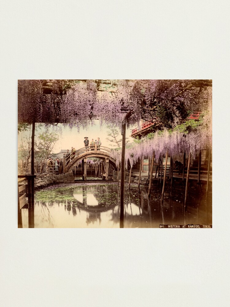 Alternate view of Wisteria at Kameido, Tokyo Photographic Print