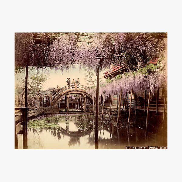 Wisteria at Kameido, Tokyo Photographic Print