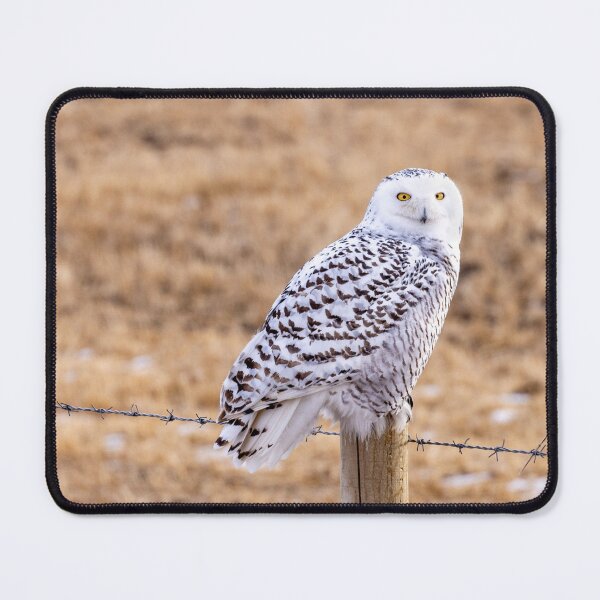 Item preview, Snowy Owl on a Fence Post designed and sold by Don Arsenault.