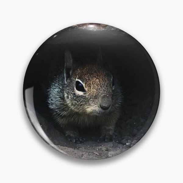 Item preview, Squirrel's beach day (Photograph) designed and sold by MCNelsonArt.