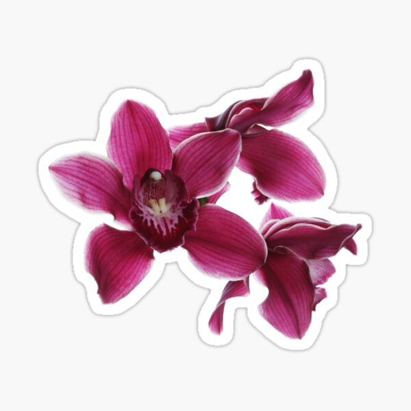 Item preview, Burgundy Orchid designed and sold by Shauna Kenworthy.