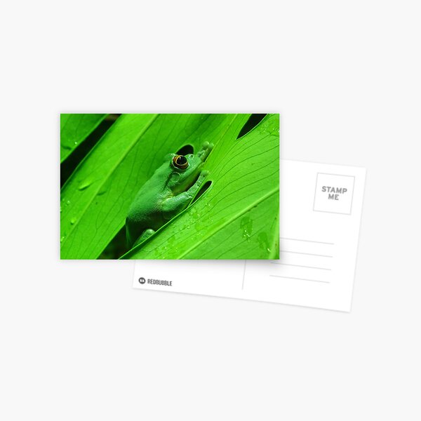 Green Tree Frog Postcard
