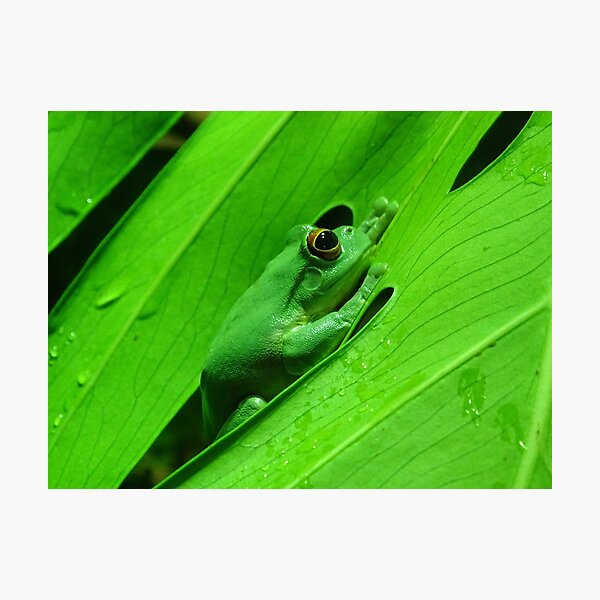 Green Tree Frog Photographic Print