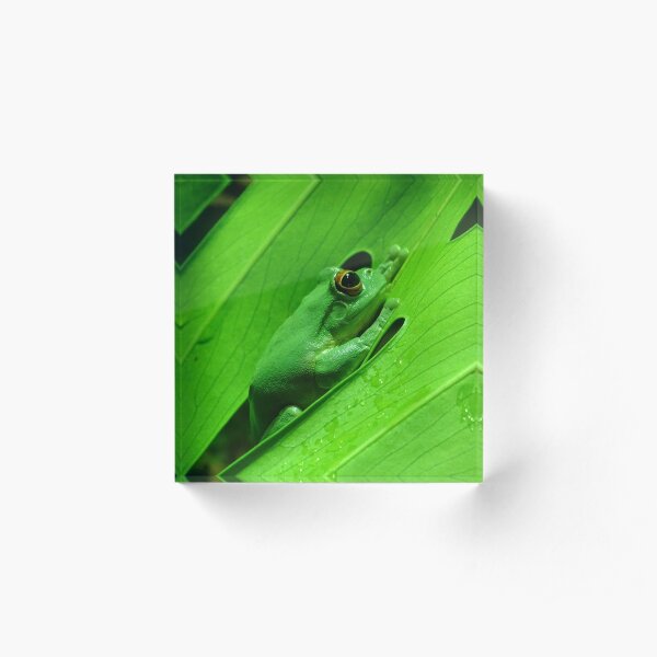 Green Tree Frog Acrylic Block