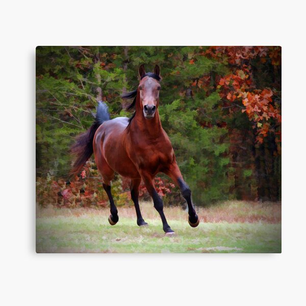 The Arabian Strut Canvas Print