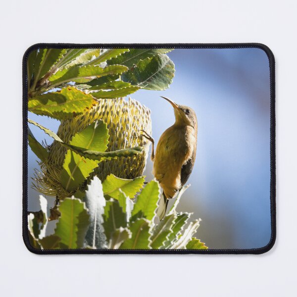 Item preview, Eastern spinebill bird Australia designed and sold by Tara Smithson.