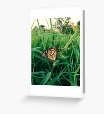 Garden Butterfly Greeting Card