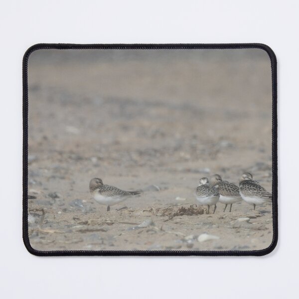 Item preview, Sanderlings designed and sold by Calidris Fotografie Steffi & Ben Köppler.
