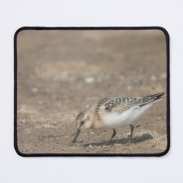 Item preview, Sanderling designed and sold by Calidris Fotografie Steffi & Ben Köppler.