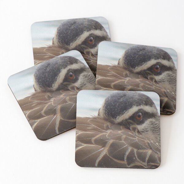 Item preview, Close-up Pacific Black Duck. designed and sold by stevealder.