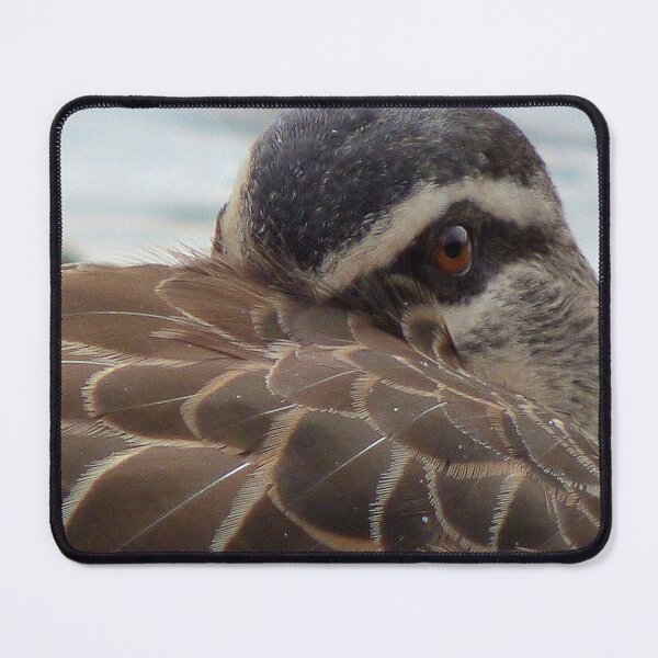 Item preview, Close-up Pacific Black Duck. designed and sold by stevealder.