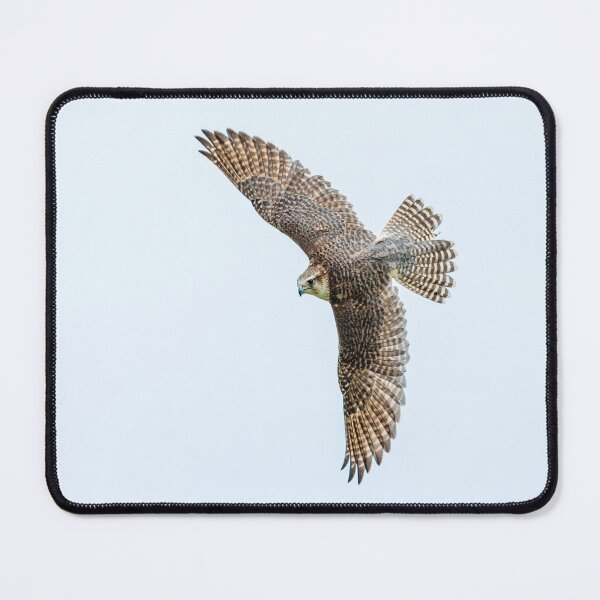 Item preview, Lanner Falcon designed and sold by Dalyndigital Photography.