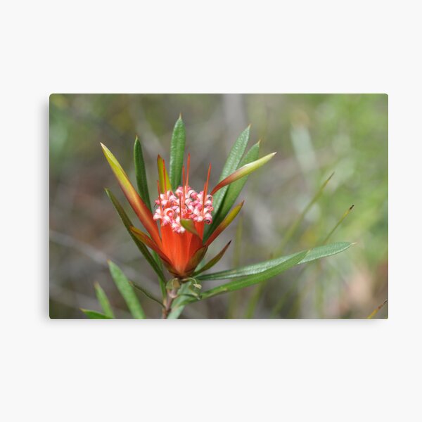 Mountain Devil Metal Print