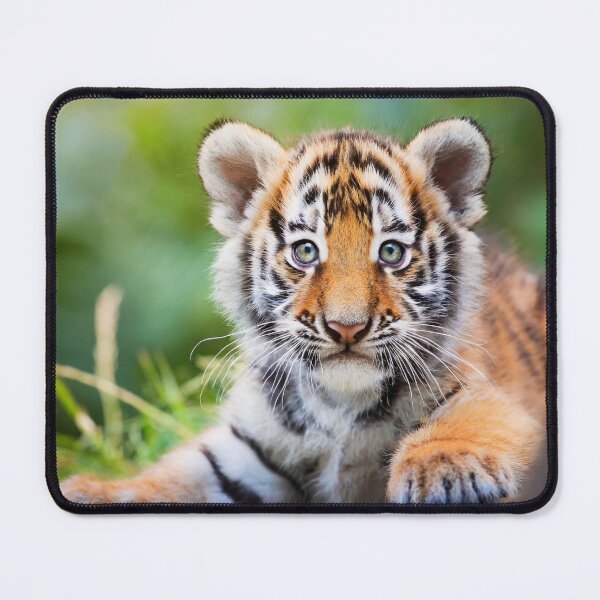 Artikelvorschau, Tiger - Cute Baby Animal Portrait entworfen und verkauft von 123animals.