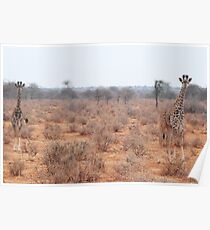 young giraffes Poster