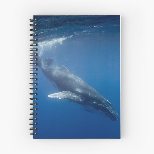 Aperçu de l'œuvre Baleine à bosse plongée, Vava'u, Tonga créée et vendue par Erik Schlogl.