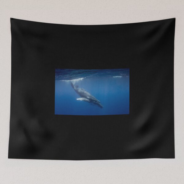 Item preview, Humpback Whale calf diving, Vava'u, Tonga designed and sold by Erik Schlogl.