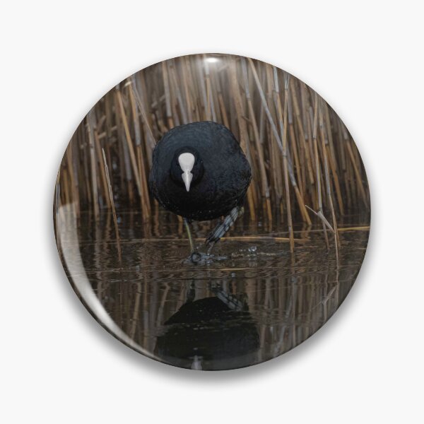 Item preview, Coot designed and sold by MTPhotos1406.