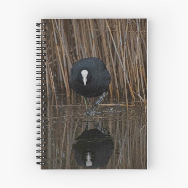 Item preview, Coot designed and sold by MTPhotos1406.