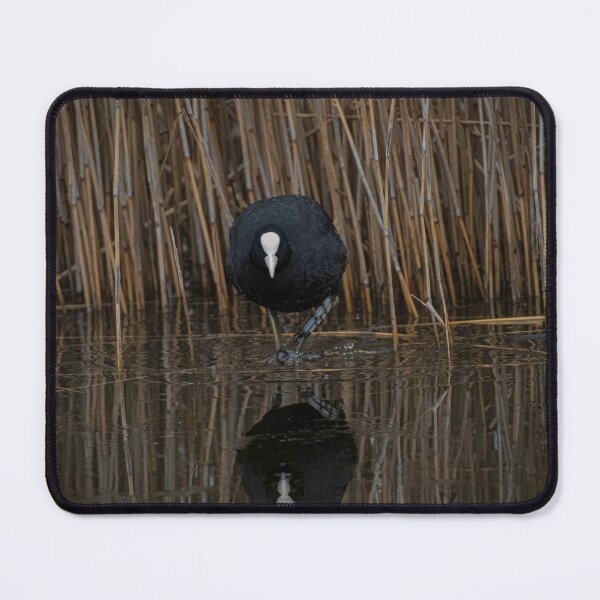 Item preview, Coot designed and sold by MTPhotos1406.