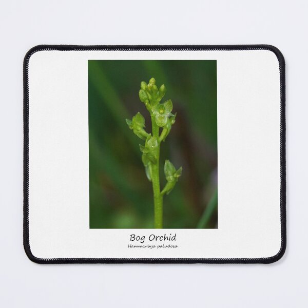 Item preview, Bog Orchid designed and sold by SteveEvansArt.
