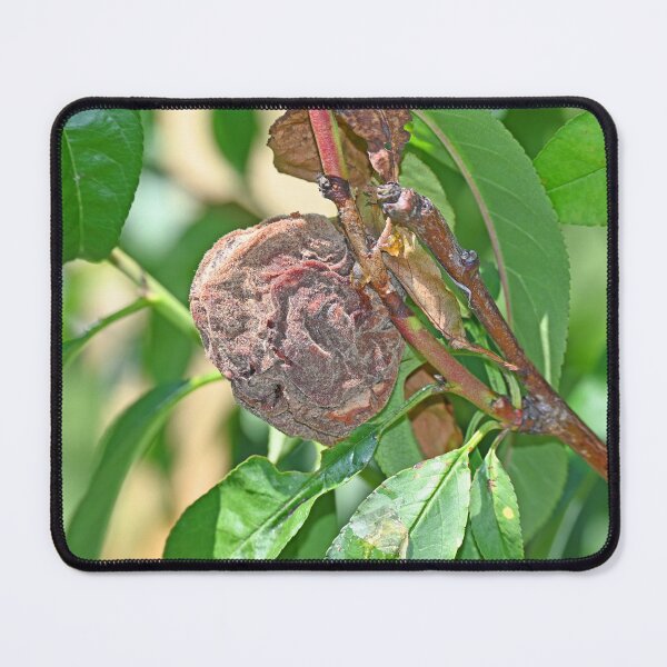 Item preview, Rotten peach designed and sold by Doug Cliff.