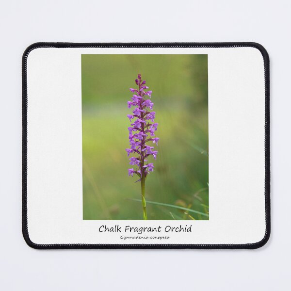 Item preview, Chalk Fragrant Orchid designed and sold by SteveEvansArt.