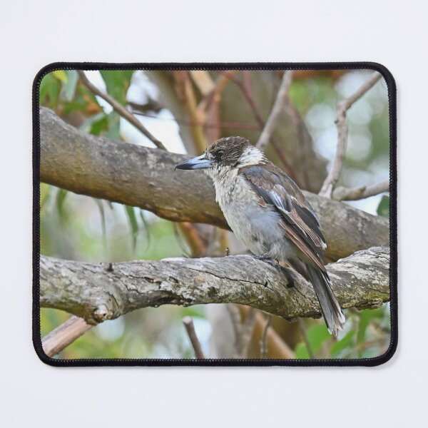Item preview, Baby butcher bird designed and sold by Doug Cliff.