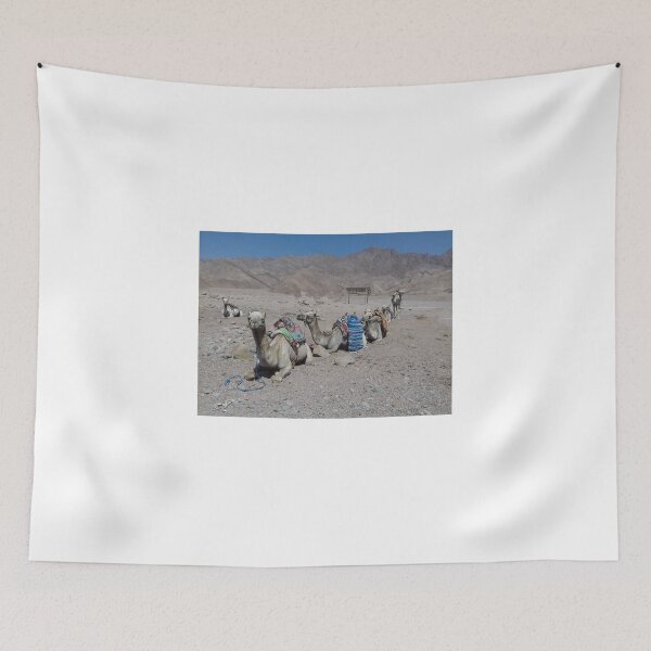 Item preview, Camels are opposite a hill in Dahab, Egypt designed and sold by Osama-Hamdi.