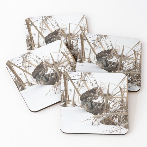 Item preview, Hawk Owl with Prey designed and sold by locustgirl.