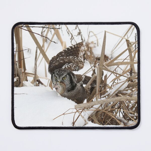 Item preview, Hawk Owl with Prey designed and sold by locustgirl.