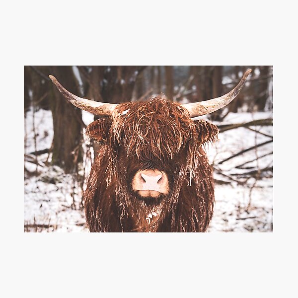 Item preview, Snowy Scottish Highland Cow  designed and sold by TheAnimalZ00.