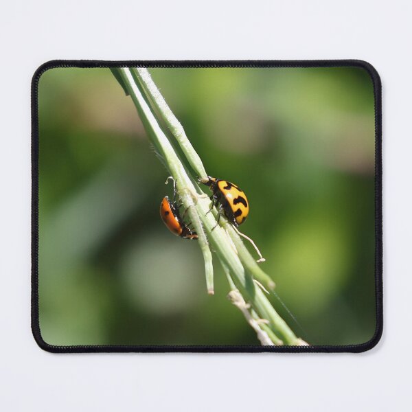 Item preview, Pleased To Meet You - Ladybird Beetles - Spots and Squiggles designed and sold by Linda Simpson.