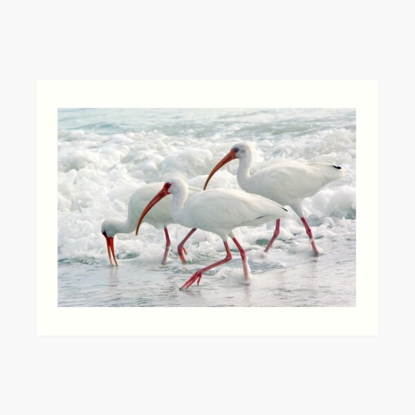 White Ibis in Foam Art Print
