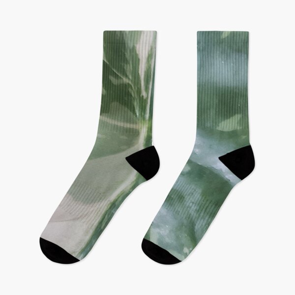 Item preview, Alocasia Odora Variegated designed and sold by AroidIsland.