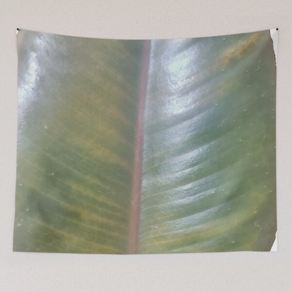 Item preview, Rubber Tree Leaf designed and sold by AroidIsland.