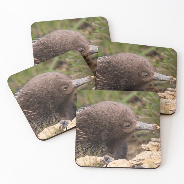 Item preview, Young Echidna designed and sold by Images by Chris de Blank.