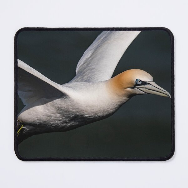 Item preview, Gannet designed and sold by MTPhotos1406.
