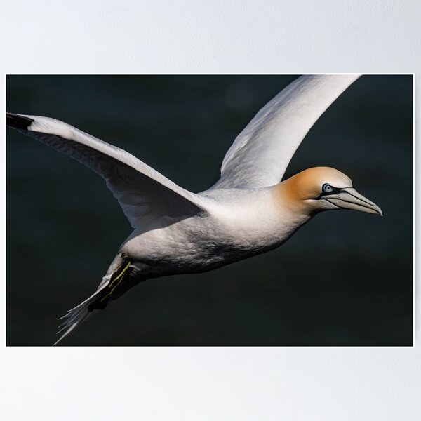 Item preview, Gannet designed and sold by MTPhotos1406.