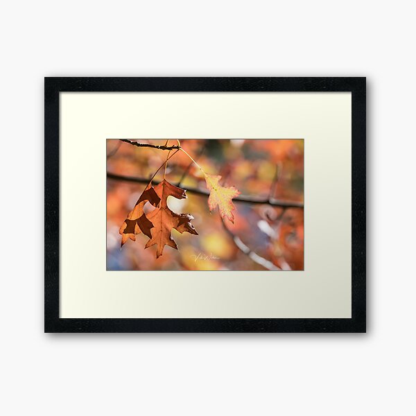 Item preview, Autumn leaves from Honour Avenue, Mount Macedon, Victoria, Australia. designed and sold by Vicki Walsh.