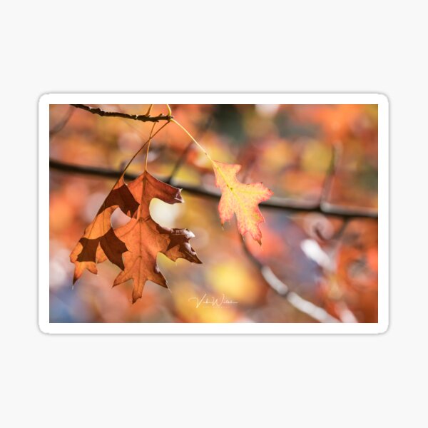 Autumn leaves from Honour Avenue, Mount Macedon, Victoria, Australia. Sticker