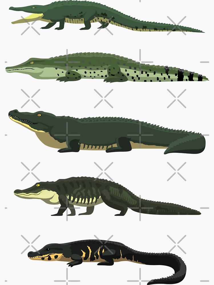 Crocodile Alligator Side View Comparisons