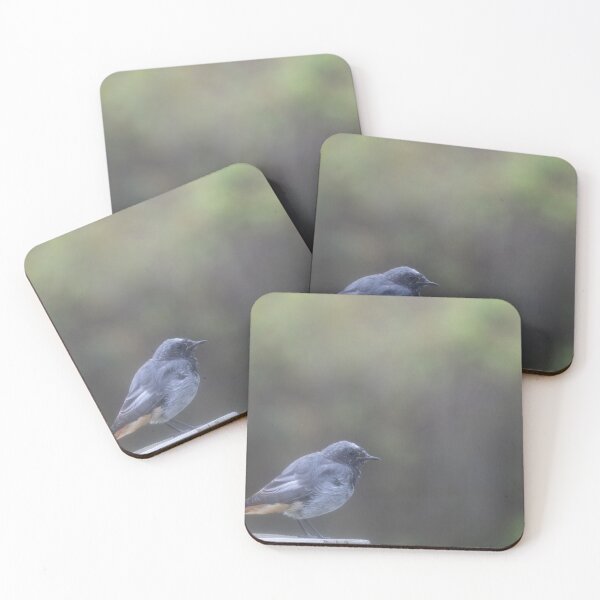 Item preview, Black Redstart designed and sold by Calidris Fotografie Steffi & Ben Köppler.