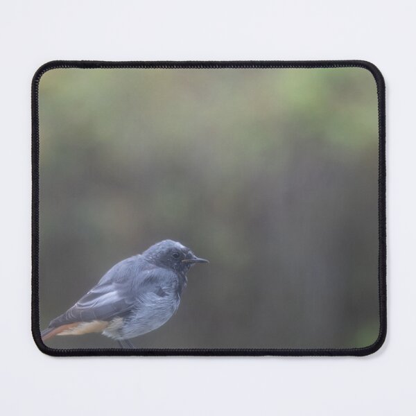Item preview, Black Redstart designed and sold by Calidris Fotografie Steffi & Ben Köppler.