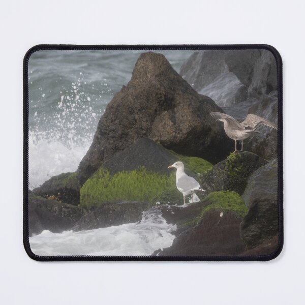 Item preview, European herring gull designed and sold by Calidris Fotografie Steffi & Ben Köppler.