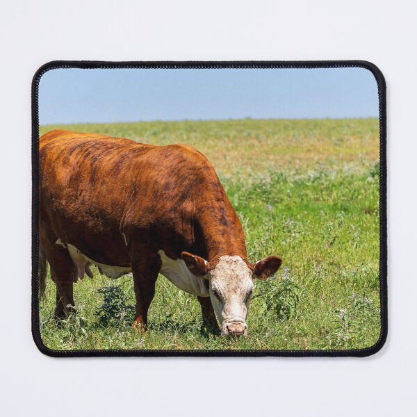 Item preview, Brown and White Female Hereford cow in a green pasture designed and sold by noblephoto.